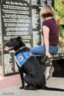 Veterans memorial with service dog